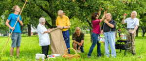Menschen bei Apfelernte mit Säcken und Körben