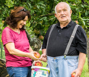 Apfelernte Frau und älterer Mann legen Äpfel in einen Korb