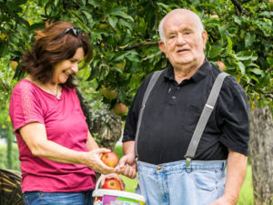 Apfelernte Freu und älterer Mann legen Äpfel in einen Korb